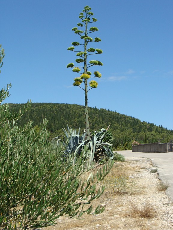 Agava (15)